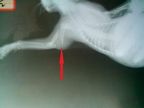 一例猫髓内针固定肱骨骨折及股骨骨折的手术案例
