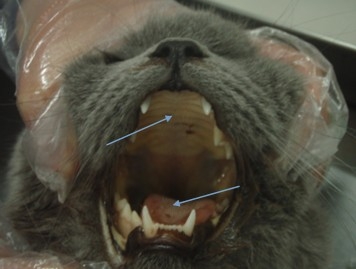 详解猫咪口腔的护理知识