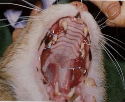 详解猫咪口腔的护理知识