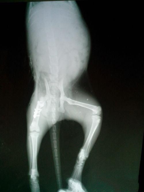 一例猫髓内针固定肱骨骨折及股骨骨折的手术案例
