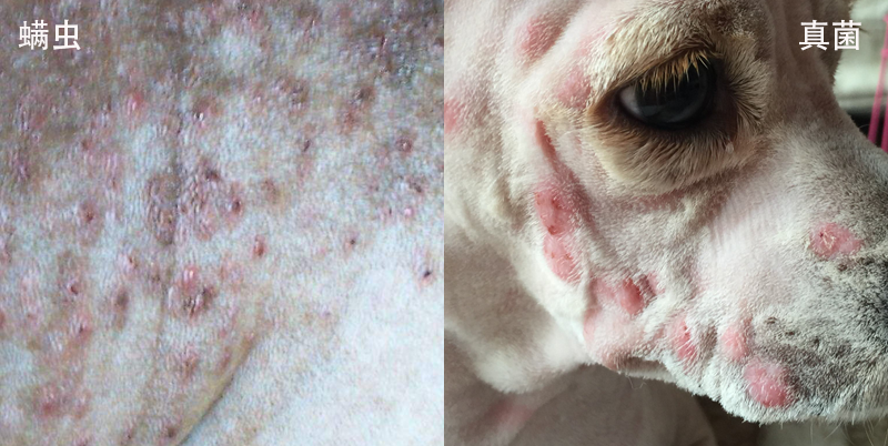 怎样鉴别诊断狗狗螨虫与真菌感染皮肤病