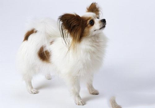 十日观察法真的可以用来判断狂犬病吗