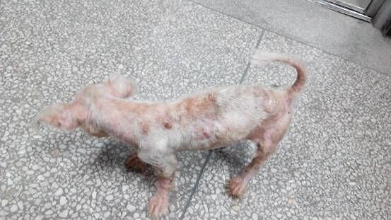 一例犬疥螨病的诊疗体会