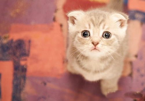 幼猫的健康表现有哪些方面