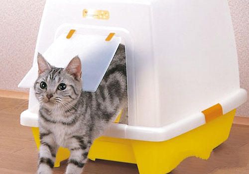 如何训练猫咪使用洗手间