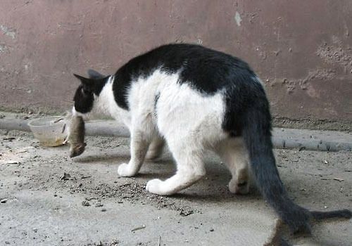 猫为什么爱吃老鼠